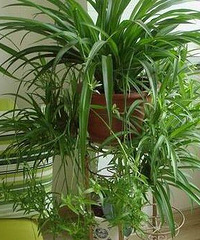 装修除甲醛植物 可以除甲醛的植物介绍