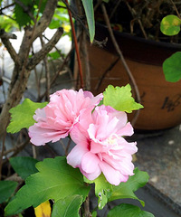 风雨过后是彩虹