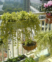 "居室装修的植物选择"