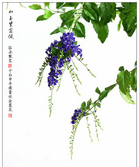 如玉紫霞佩——蕾丝金露花