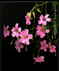 无意间,花自开