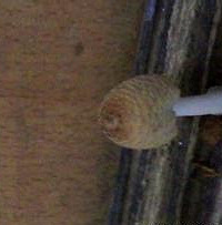 [�ռ�]�ְְ��һ鷿��������������ڷ������쳤Ģ����