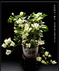 秋雨落尽,花颜欲诉怎堪休?
