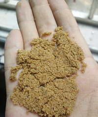 沙子咸咸有味道,透露下舌头舔沙子的好处!