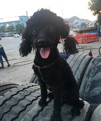 �������㡿+ɵȮһֻ