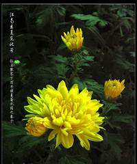 醉看黄花当牡丹