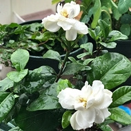 准备凉拌栀子花