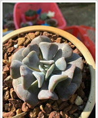 令人激动的对比照,时间见证了肉肉们的成长