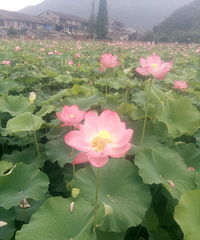 美丽的荷花开啦