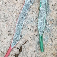 电线里全是粉末?