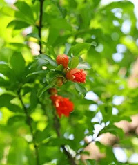 "院子里种什么植物 可以又好看又让风水好"