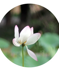 "花园里种什么花 用花装点出超美的花园"