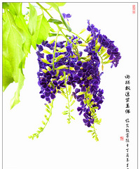 岁岁相约之间的诗意——蕾丝金露花