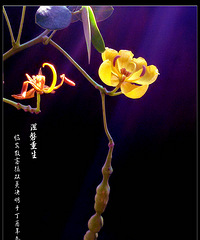 冬去春来