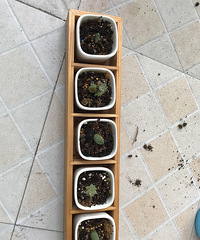 没事地时候养养花草