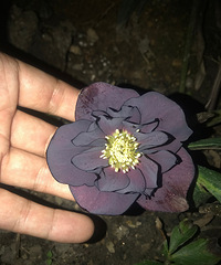 这花,是焦了吗...