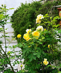 芳菲四月,绝色露台