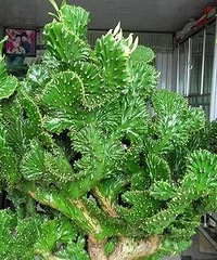 这5种家居植物送你也不要拿回家,我家后悔透了