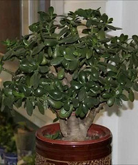 这5种家居植物送你也不要拿回家,我家后悔透了
