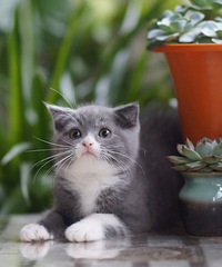 出售杭州本地家养纯种英短蓝猫