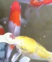 在阳台上砌了个鱼池,轰动小区