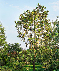 ûǮ��ס���е��Σ�����ס��լ����4ǧƽ��԰