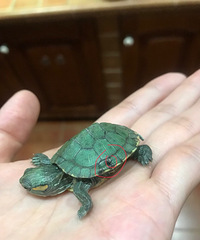 在线等急!谁能告诉我乌龟壳裂了怎么办
