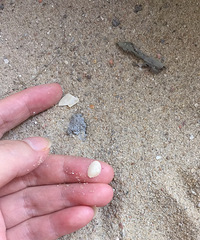 重大隐患:河沙和海沙如何辨别