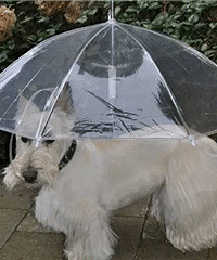 狗狗的专属雨伞