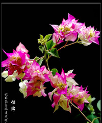 秋雨居家看三花