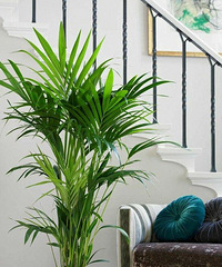 10种好养的“吸毒”植物,新房污染不能大意!