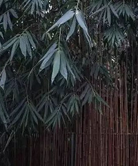 90后姑娘隐居山林,仅花6万就建出300㎡的别墅把日子过成诗