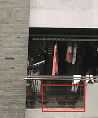阳台养鸡、窗外丢屎,这样的邻居公德心在哪里?