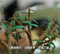 老人用十年“重建”圆明园,央视都拍了纪录片