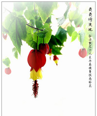 三种悬铃花
