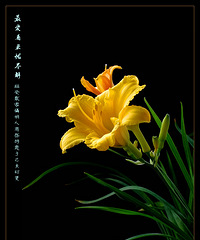 萱草——忘忧草