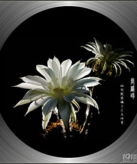 长盛球花开