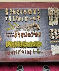 ��������Ĵ������£���ᰲ������������