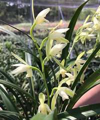 买兰花吗朋友们