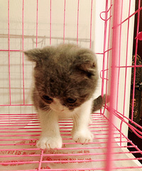 有可爱的猫咪