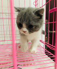 有可爱的猫咪
