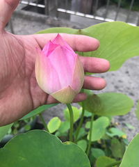 天热啊!