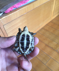 小青龟