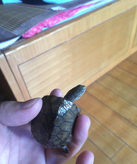 小青龟
