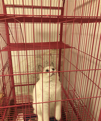 布偶猫低价转啦~