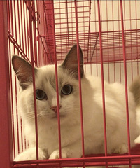布偶猫低价转啦~