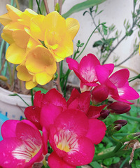 ��̨������������֣��������޻���Ҳ����ѩ��������