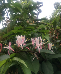 ��̨������������֣��������޻���Ҳ����ѩ��������