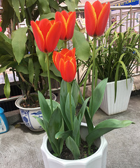 ��¥ƽ���и���԰�������뵽�Ĵ���Ļ��ֶ���