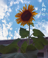 ��¥ƽ���и���԰�������뵽�Ĵ���Ļ��ֶ���